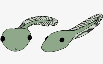 小班小蝌蚪的教案模板8篇