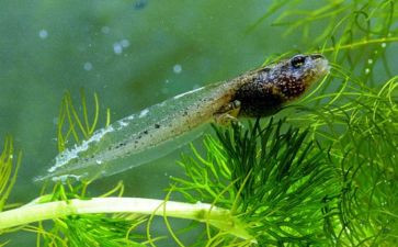 小班小蝌蚪的教案精选8篇