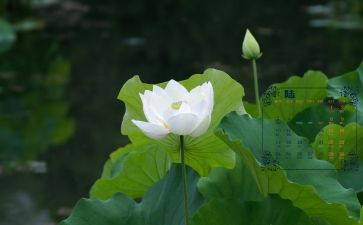 幼儿中班6月工作计划6篇