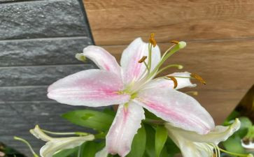 百合的作文最新7篇