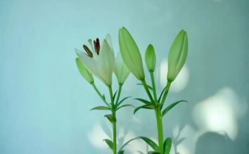 百合花读后感7篇