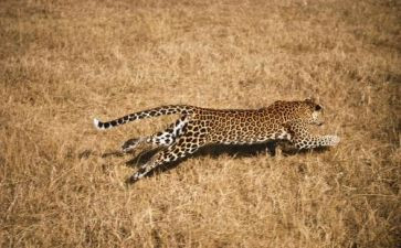 猴子和豹的读后感5篇