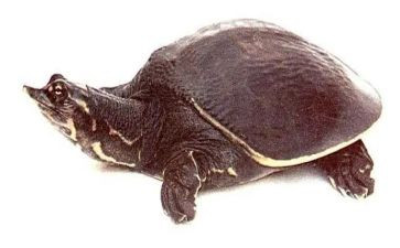 鳖与主人读后感7篇