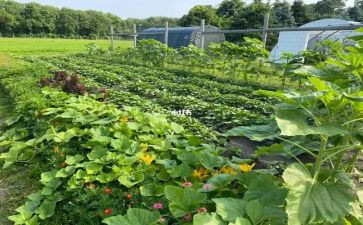 小班教案蔬菜宝宝教案6篇