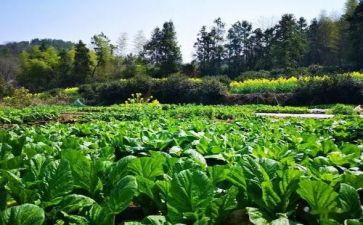介绍鲁菜的演讲稿7篇
