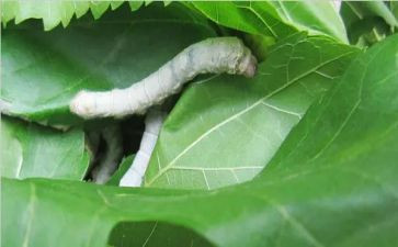 大班蚕的教案推荐6篇