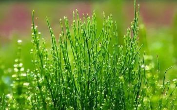 稻草作文最新5篇