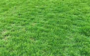 种草莓小作文通用6篇