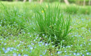 草和树的教案模板6篇