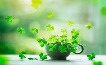 《金色的草地》教案6篇