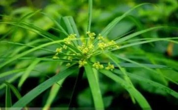 音乐草原上教案7篇