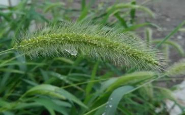 稻草作文模板7篇