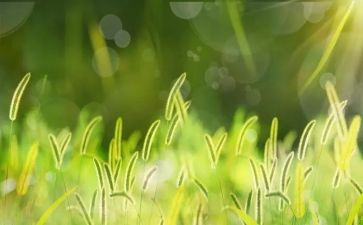 禁烟草演讲稿5篇