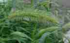 稻草作文模板7篇