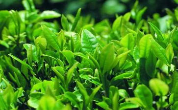 个人茶年度总结8篇