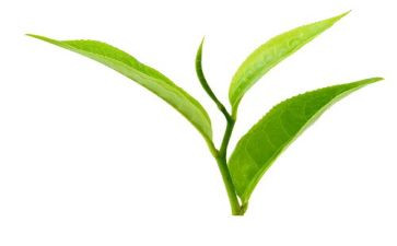 茶生活演讲稿8篇