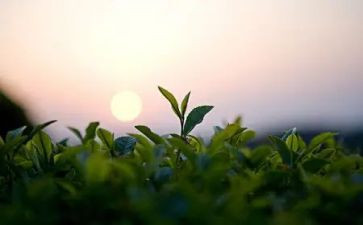 奶茶店做活动方案8篇