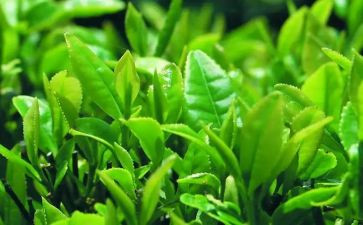 我与茶作文模板5篇