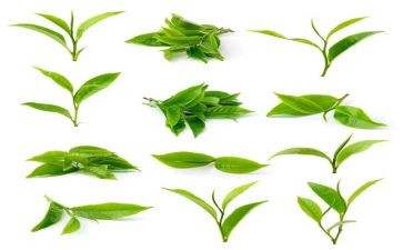 茶中班语言教案推荐7篇