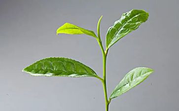 奶茶的活动方案精选7篇