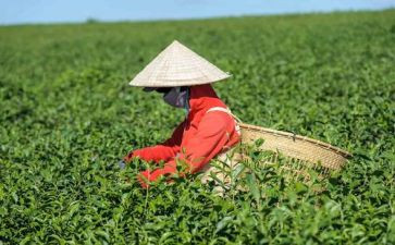 茶中班语言教案通用7篇