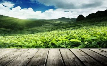 个人茶年度总结模板7篇