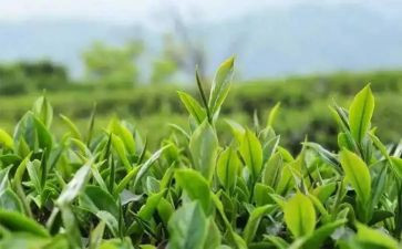 茶中班语言教案优秀8篇