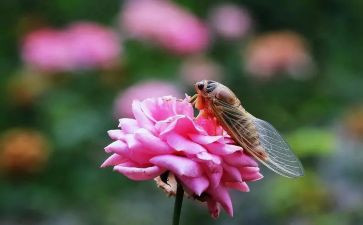 蝉艺术教案参考7篇