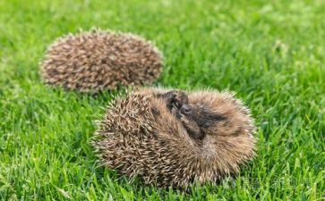 小刺猬烫发的教案7篇