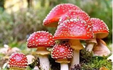 禁毒的心得体会作文500字7篇