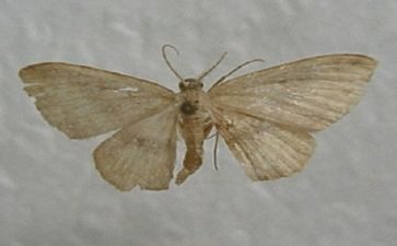 大孔雀蛾读后感推荐7篇