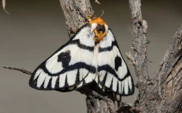 大孔雀蛾读后感5篇