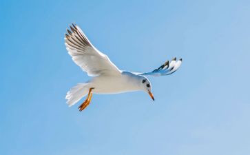 无翼的飞翔读后感6篇