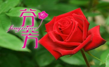 芬芳作文模板5篇