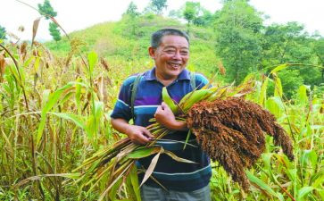高粱红读后感5篇