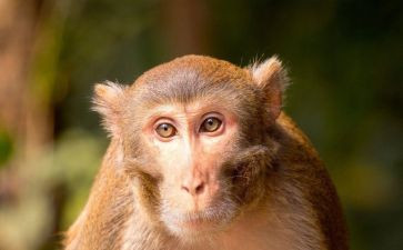 幼儿大班小猴的出租车教案7篇