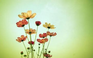 作文朝花夕拾读后感600字8篇