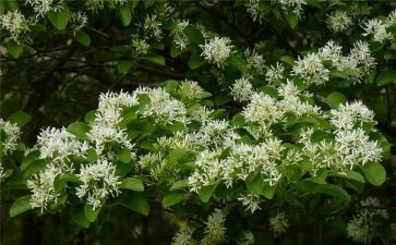 鲁迅的《朝花夕拾》读后感8篇