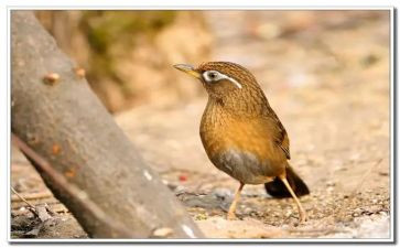 读了画眉的读后感6篇