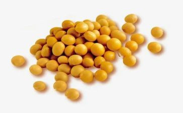 黄豆中班教案5篇