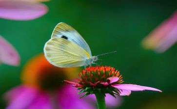 写蝴蝶的优秀作文7篇