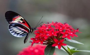 写蝴蝶的作文最新5篇