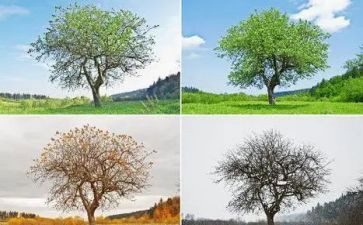 秋天的季节作文通用6篇