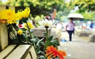 清明祭扫校长讲话稿6篇