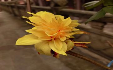 菊与刀读后感500字最新8篇