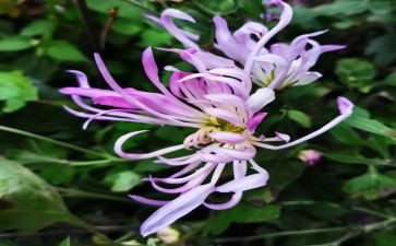 菊花的花作文7篇