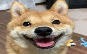 这一天我开心的作文5篇
