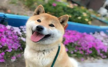 开心的一件事的作文6篇