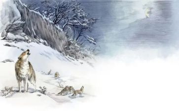 狼王梦读后感600字5篇