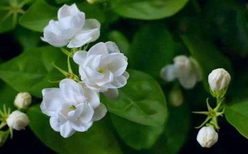 茉莉的读后感6篇
